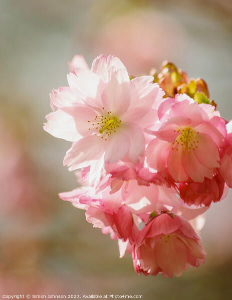 Cherry blossom  Picture Board by Simon Johnson