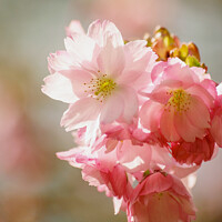 Buy canvas prints of Cherry blossom  by Simon Johnson