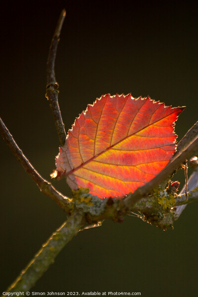 sunlit leaf Picture Board by Simon Johnson