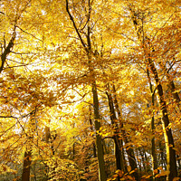 Buy canvas prints of Sunlit autumnal woodland  by Simon Johnson