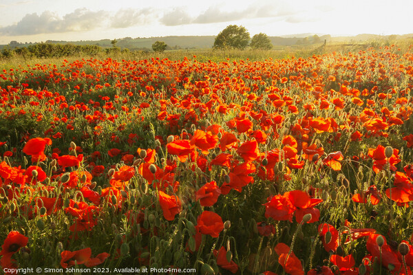 Sunlit poppies  Picture Board by Simon Johnson