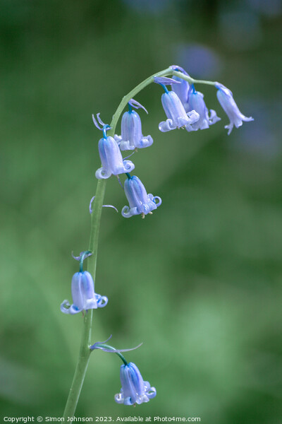 Bluebell  flower Picture Board by Simon Johnson