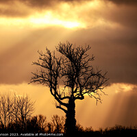 Buy canvas prints of Sunset tree by Simon Johnson