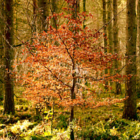 Buy canvas prints of Sunlit Beech tree by Simon Johnson