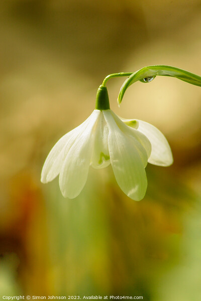 Snowdrop flowers  Picture Board by Simon Johnson