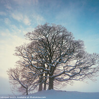 Buy canvas prints of Winter tree by Simon Johnson