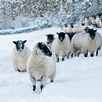 Buy canvas prints of snowy sheep by Simon Johnson