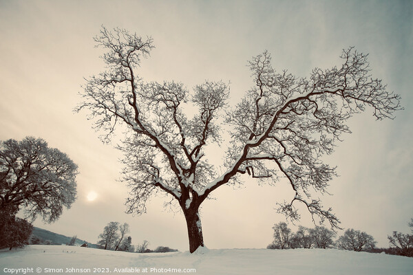 Winter tree Picture Board by Simon Johnson