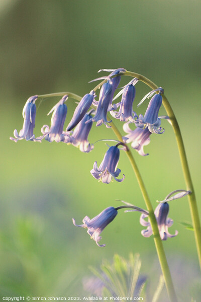  Bluebell flowers Picture Board by Simon Johnson