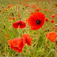 Buy canvas prints of poppies  by Simon Johnson
