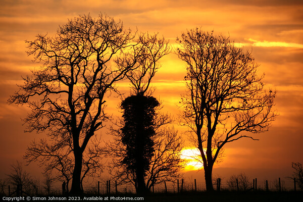 Tree silhouettes at sunrise Picture Board by Simon Johnson