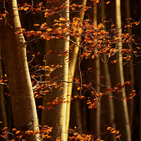 Buy canvas prints of Sunlit woodland and beech leaves by Simon Johnson