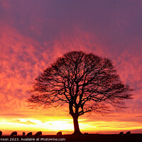 Buy canvas prints of Sunrise tree by Simon Johnson