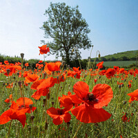 Buy canvas prints of Cotswold poppies  by Simon Johnson