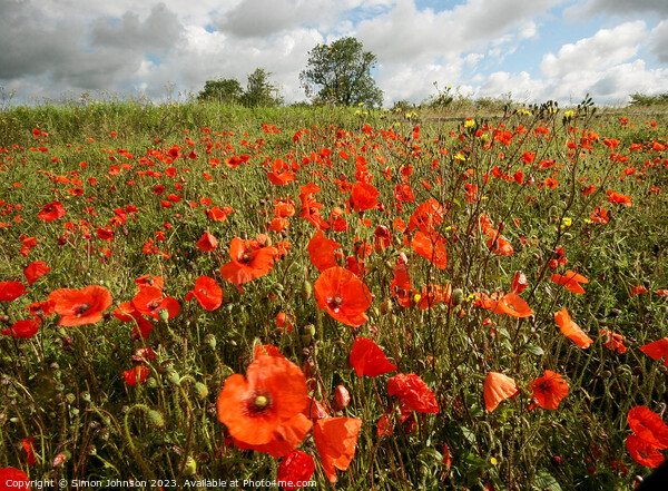 Cotswold poppies  Picture Board by Simon Johnson