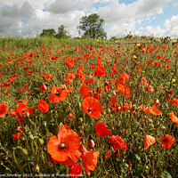 Buy canvas prints of Cotswold poppies  by Simon Johnson