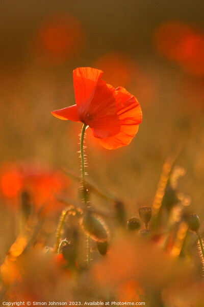 Sunlit poppy  Picture Board by Simon Johnson