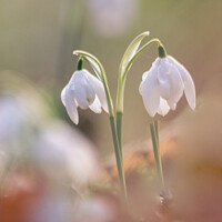 Buy canvas prints of pair of snowdrops by Simon Johnson