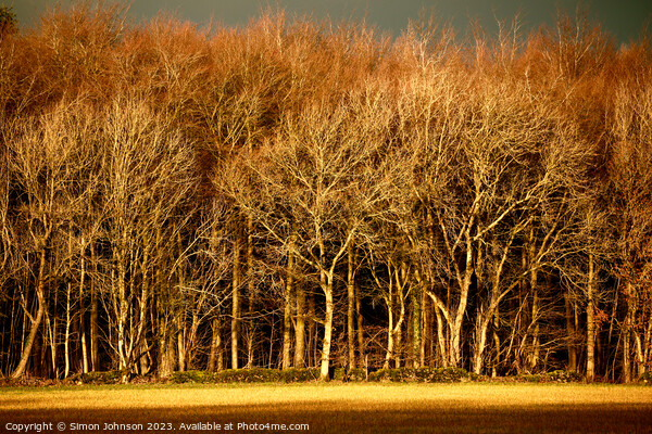 sunlit trees Picture Board by Simon Johnson