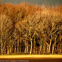 Buy canvas prints of sunlit trees by Simon Johnson