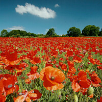 Buy canvas prints of Cotswolds Poppy field by Simon Johnson