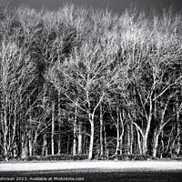 Buy canvas prints of Sunlit woodland in monochrome  by Simon Johnson