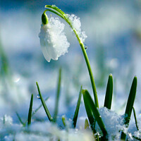 Buy canvas prints of A close up of a Snowdrop flower by Simon Johnson