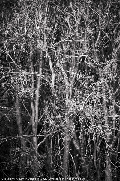 Sunlit branches monochrome  Picture Board by Simon Johnson