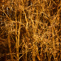 Buy canvas prints of Sunlit branches  by Simon Johnson