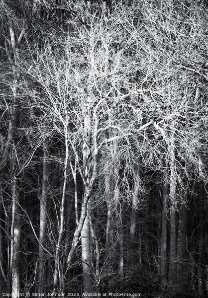 Sunlit tree monochrome  Picture Board by Simon Johnson