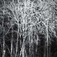 Buy canvas prints of Sunlit tree monochrome  by Simon Johnson
