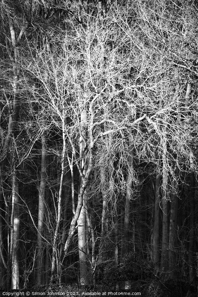 Sunlit woodland monochrome  Picture Board by Simon Johnson