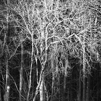 Buy canvas prints of Sunlit woodland monochrome  by Simon Johnson