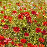 Buy canvas prints of poppy  field by Simon Johnson