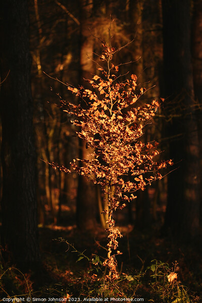 Sunlit Beech tree  Picture Board by Simon Johnson