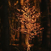 Buy canvas prints of Sunlit Beech tree  by Simon Johnson