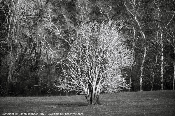 sunlit tree in Monochrome Picture Board by Simon Johnson