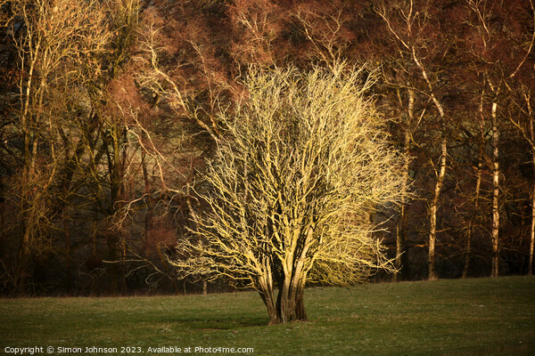 Sunlit tree Picture Board by Simon Johnson