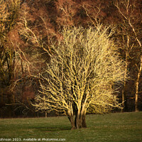 Buy canvas prints of Sunlit tree by Simon Johnson