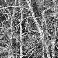 Buy canvas prints of silver birch  Monochrome  by Simon Johnson