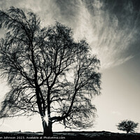 Buy canvas prints of Big tree, Little tree by Simon Johnson
