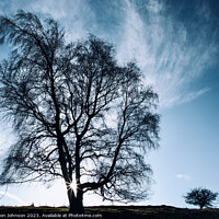 Buy canvas prints of Big tree little tree by Simon Johnson