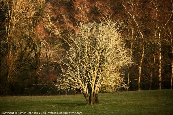 sunlit  tree Picture Board by Simon Johnson