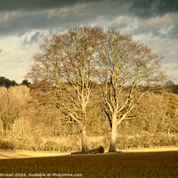 Buy canvas prints of Cotswolds Trees  by Simon Johnson