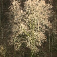 Buy canvas prints of Sunlit Woods  by Simon Johnson