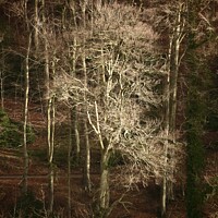 Buy canvas prints of Sunlit  tree by Simon Johnson