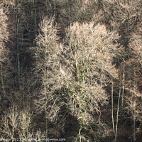 Buy canvas prints of Sunlit trees  by Simon Johnson