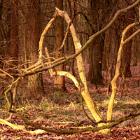 Buy canvas prints of woodland shapes by Simon Johnson