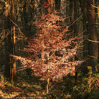 Buy canvas prints of A tree in a forest by Simon Johnson