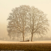 Buy canvas prints of Two trees  by Simon Johnson